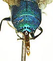 Chrysis lucifera - photo 3