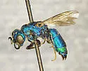 Chrysis montana