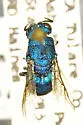 Chrysis montana - photo 2