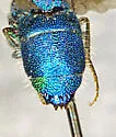 Chrysis montana - photo 3