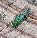 Chrysis nitidula-complex