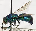 Chrysis nitidula-complex - photo 2