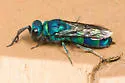 Chrysis nitidula-complex - photo 4
