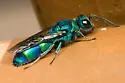 Chrysis nitidula-complex - photo 5