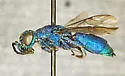 Chrysis parkeri