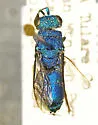 Chrysis parkeri - photo 2