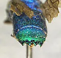 Chrysis parkeri - photo 3