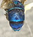 Chrysis pellucidula