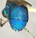 Chrysis propria