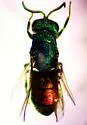 Chrysis provancheri