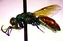 Chrysis provancheri - photo 2
