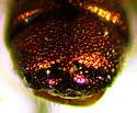Chrysis provancheri - photo 3