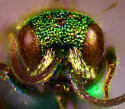 Chrysis provancheri - photo 4