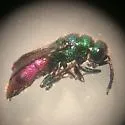 Chrysis provancheri - photo 5