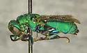 Chrysis rivalis