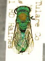 Chrysis rivalis - photo 2