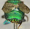 Chrysis rivalis - photo 3