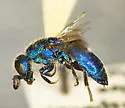 Chrysis scitula
