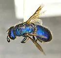 Chrysis scitula - photo 2