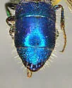 Chrysis scitula - photo 3