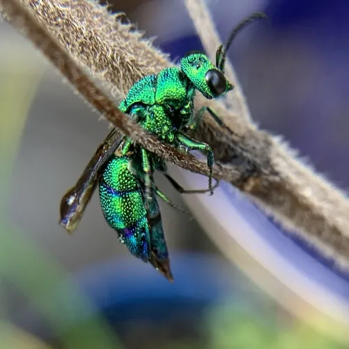 Chrysis smaragdula - photo 2