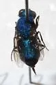 Chrysis tenuicornis