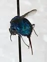 Chrysis tenuicornis - photo 2