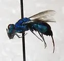 Chrysis tenuicornis - photo 3