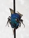 Chrysis tenuicornis - photo 4