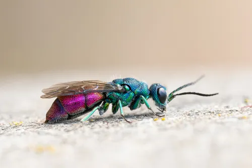 Chrysis terminata