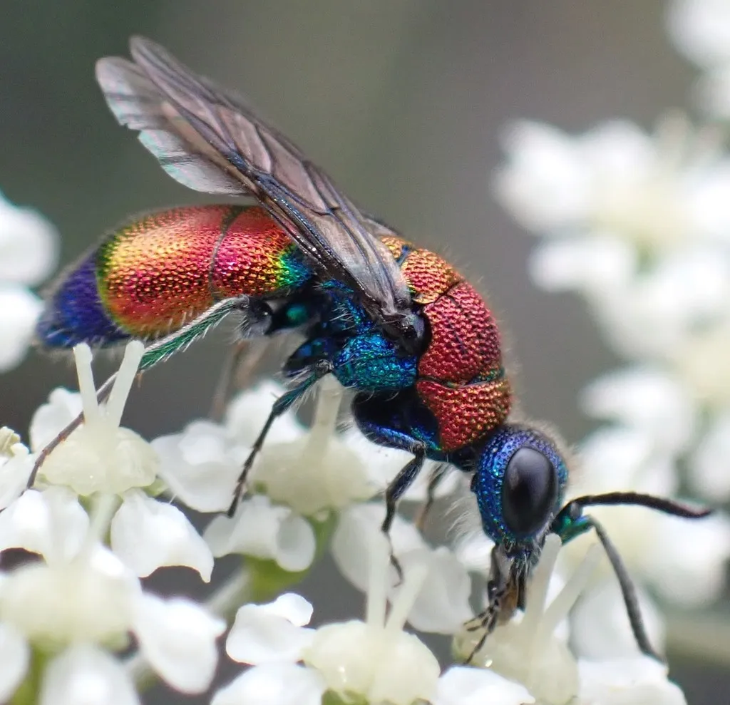 Chrysis viridula - photo 2