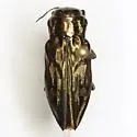 Chrysobothris acutipennis
