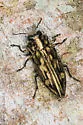 Chrysobothris acutipennis - photo 2