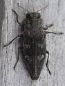 Chrysobothris adelpha - photo 3