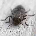 Chrysobothris adelpha - photo 5