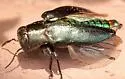 Chrysobothris analis