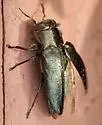 Chrysobothris analis - photo 2