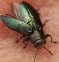 Chrysobothris analis - photo 3