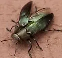 Chrysobothris analis - photo 4