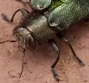 Chrysobothris analis - photo 5