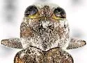 Chrysobothris atriplexae - photo 2
