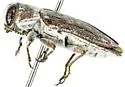 Chrysobothris atriplexae - photo 3
