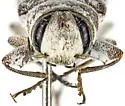 Chrysobothris atriplexae - photo 4