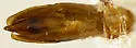 Chrysobothris axillaris - photo 2