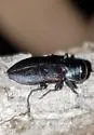 Chrysobothris axillaris - photo 3