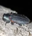 Chrysobothris axillaris - photo 4