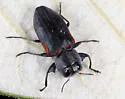 Chrysobothris axillaris - photo 5