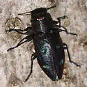 Chrysobothris azurea