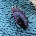 Chrysobothris azurea - photo 4