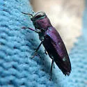 Chrysobothris azurea - photo 5